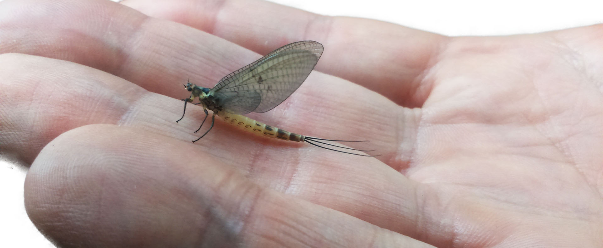 Mayfly in hand smalle