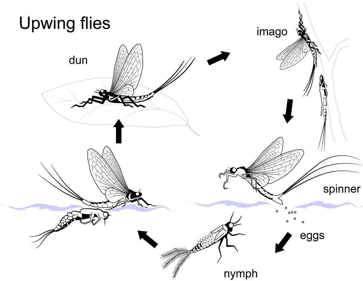 River Dancer Dragonfly Nymph Fly, Game Changer Trout Fly