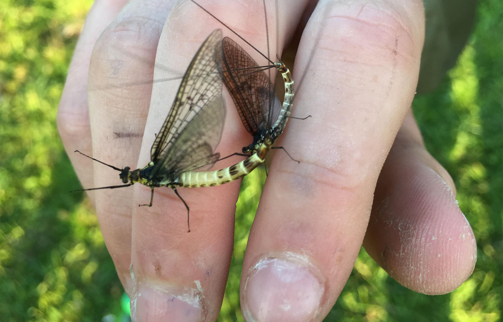 Catching trout on spent may fly